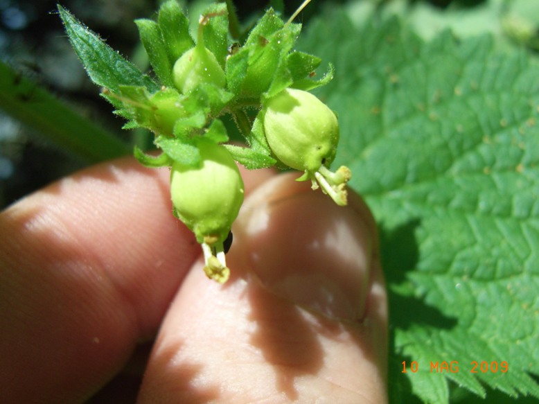 Scrophularia vernalis / Scrofularia gialla